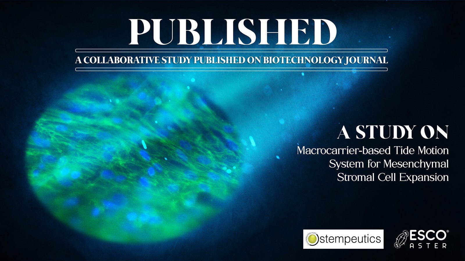 Macrocarrier-based 3D Tide Motion System for Mesenchymal Stromal Cell Expansion