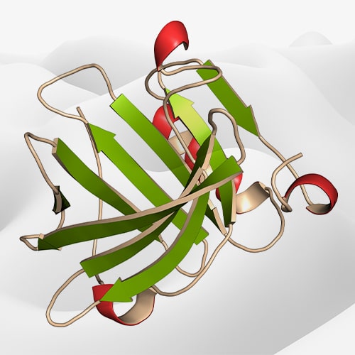 Food Enzymes and Dairy Products