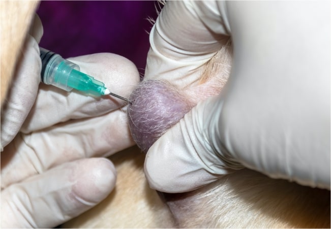 Animal Donor Sourcing