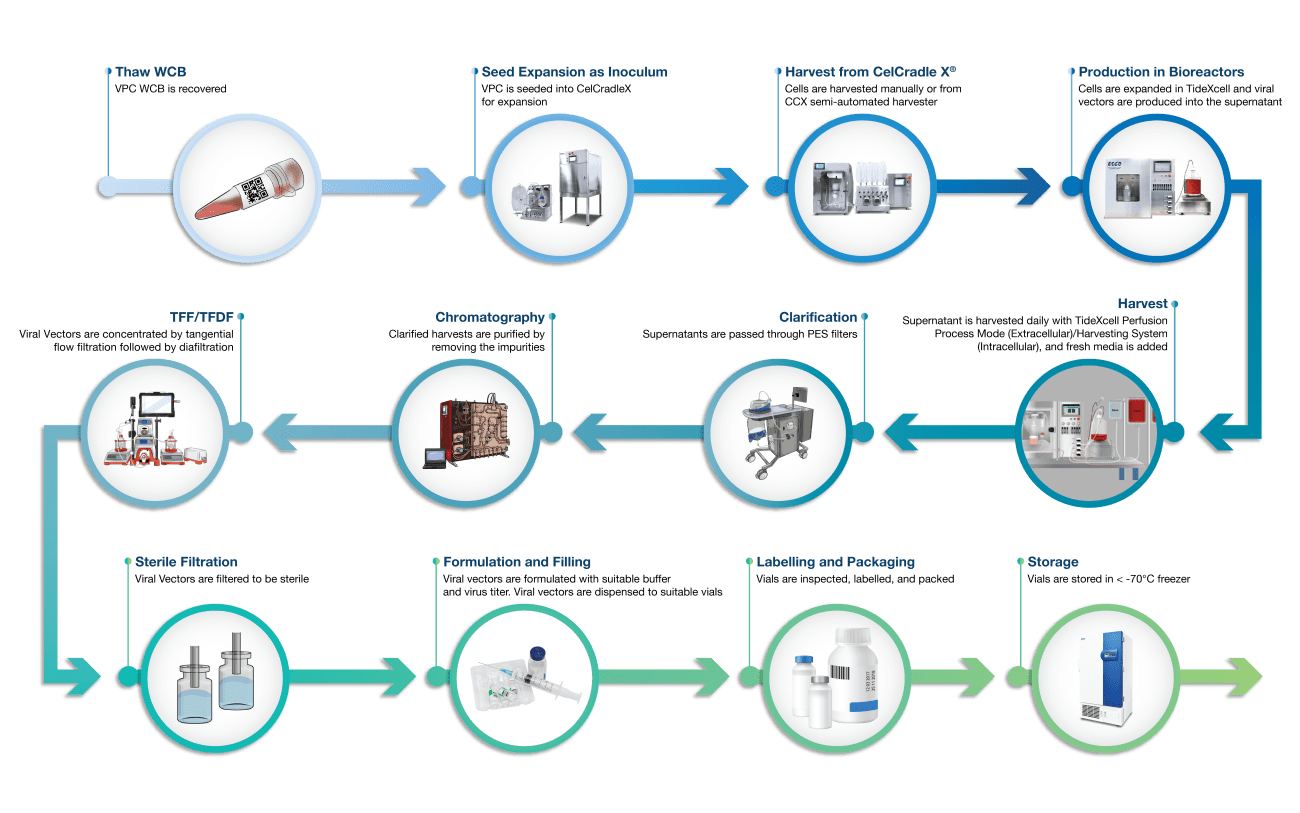 Procecss Development