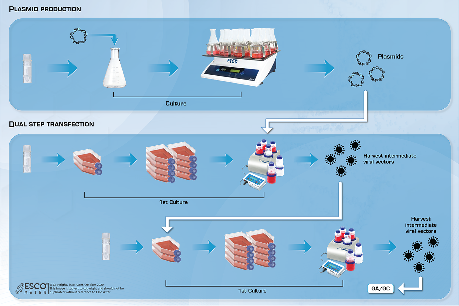 Dual-step Transient Transfection